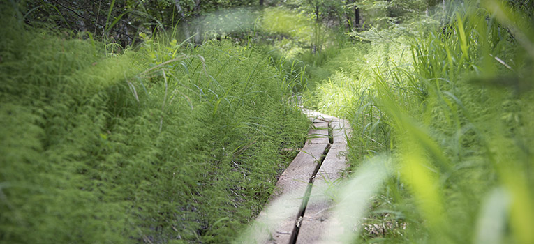 Photo of a wood path