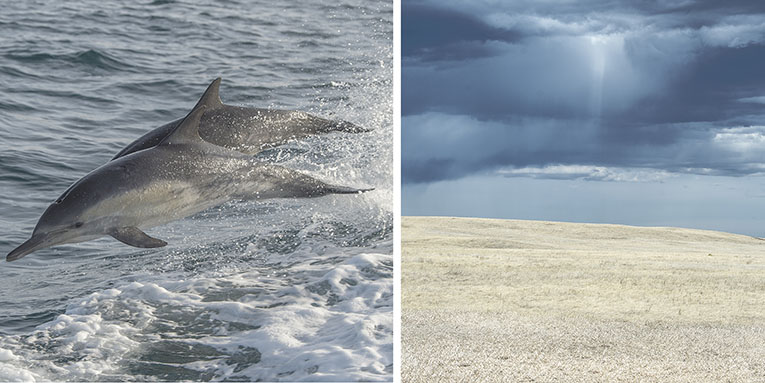Photos de dauphins aux Channel Islands et de champs à Badlands