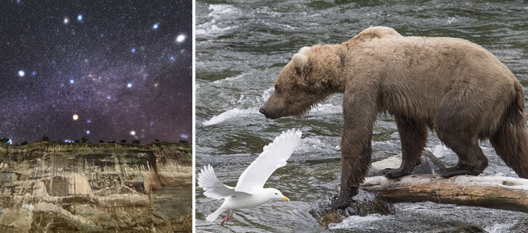 Photos d'étoiles au Capitol Reef et d'un ours à Katmai