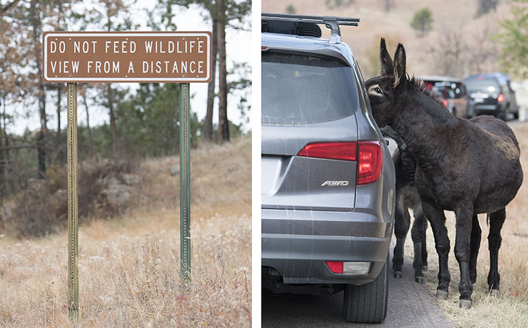 Photo of people feeding wildlife at Custer State Park