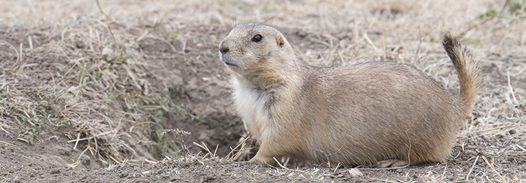 Photo of a prairie dog at Custer State Park