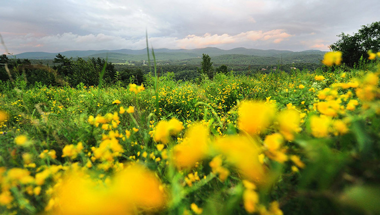 Photo of flower field in Barnet, Vermont