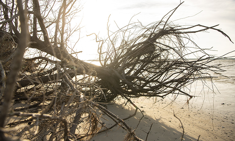 Photo of coastline at Cumberland Island