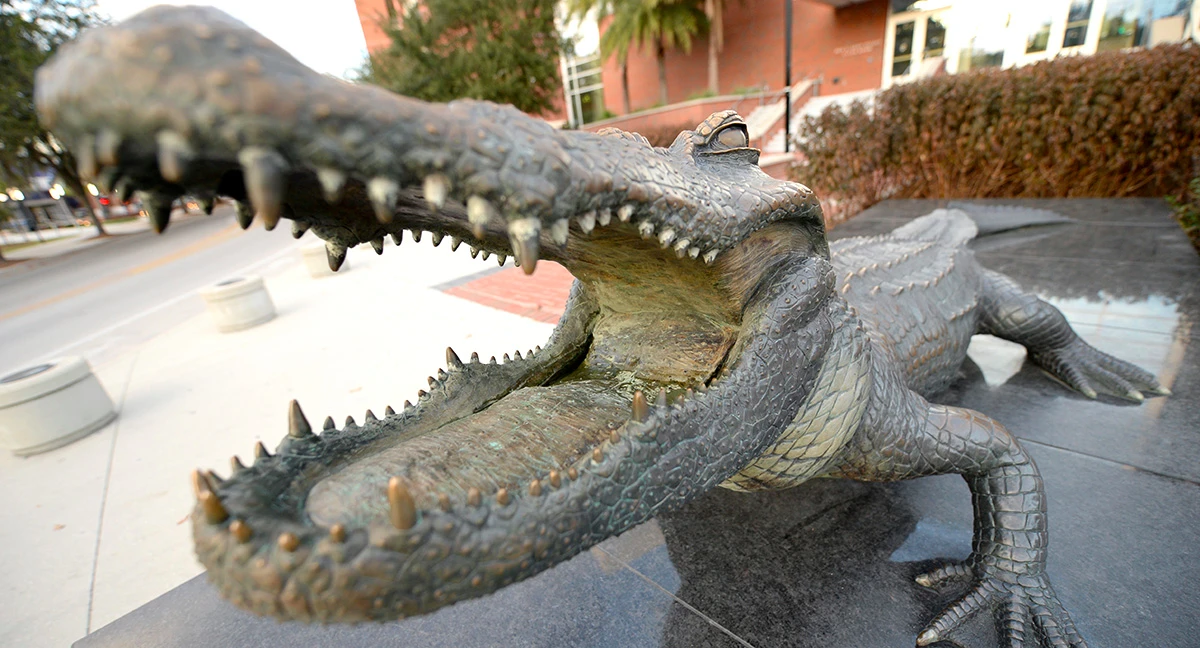 Photo of the Bull Gator at UF